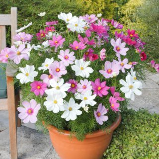 50 UK Mixed Dwarf Cosmos Flower Seeds to Plant Grow in Pots Planters & Gardens - in a plant pot