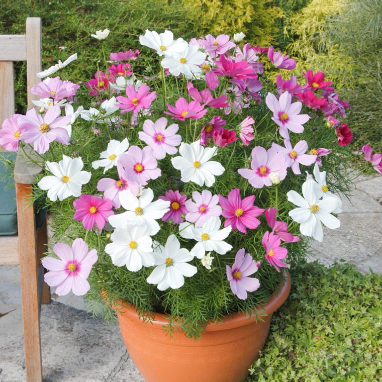 50 Mixed Dwarf Cosmos Flower Seeds - Welldales