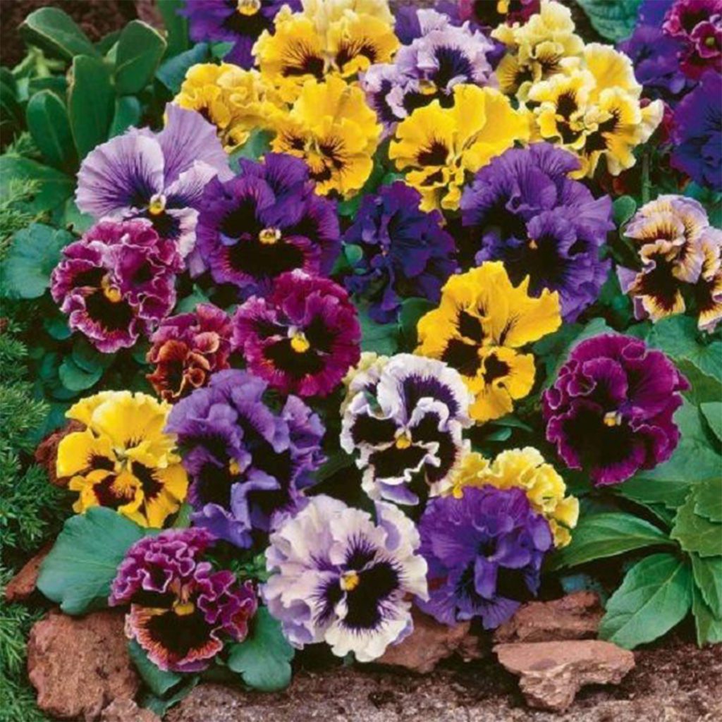 50 Frilly Giant Mixed Pansy Seeds Welldales