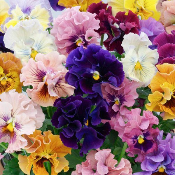 50 UK Pastel Giant Mixed Frilly Pansy Seeds Flowers Grow in Pots Basket Gardens - Main Bright