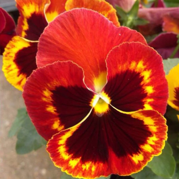 50 UK Pastel Giant Viola Seeds Red Yellow Orange Pansy to Plant & Grow Flowers 3