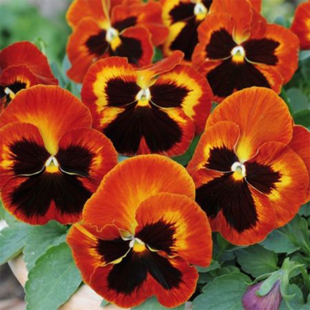 50 Flame Pansy Seeds Welldales