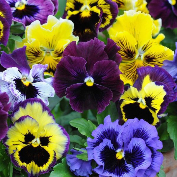 Frilly Giant Winter Pansy Seeds Mix Viola Flowering Patio Container Plant UK - Growing