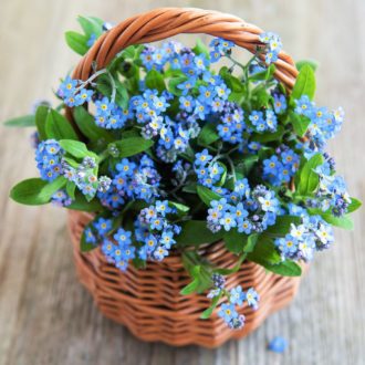 100 Blue Mini Forget me Not Seeds Hanging Basket or Border Flowers to Plant Grow