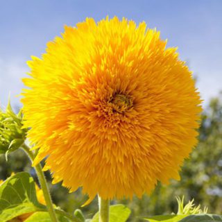 30 Dwarf Teddy Bear Sunflower Seeds to Grow & Plant Yellow Flowers Pots & Garden - Main