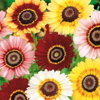 50 Pastel Painted English Daisy Seeds Chrysanthemum Flowers UK Giant Hardy Plant - close up organic flowers