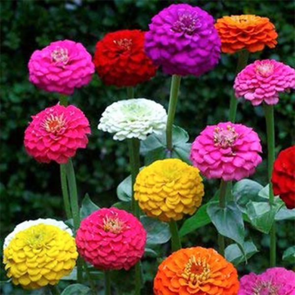 50 Pom Pom Giant Lilliput Seeds Grow Bright Mixed Coloured Garden & Vase Flowers Main