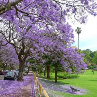 50 Royal UK Giant Empress Tree Seeds British Fast Growing Rare Trees Easy to Sow - large garden trees