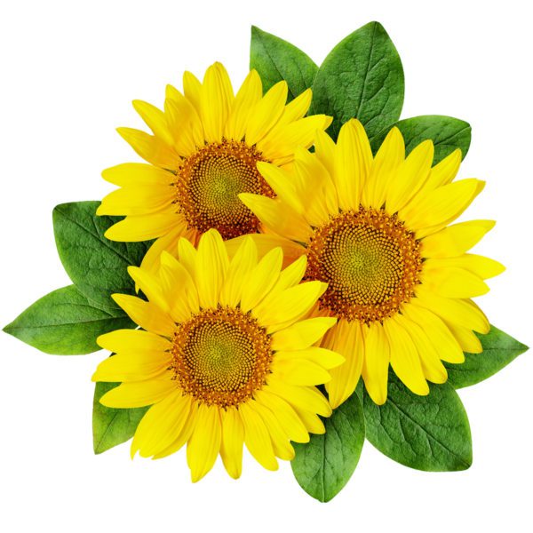 30 UK Dwarf Sunflower Seeds to Plant & Grow Mini Sun Flowers in Pots & Gardens - Main