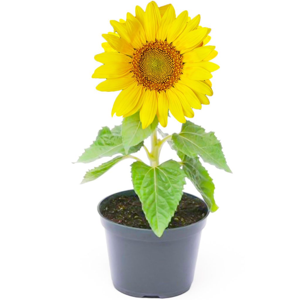 30 Dwarf Sunflower Seeds Welldales