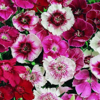 50 UK Giant Pastel Baby Doll Seeds Plant Grow Pink Purple White Scented Flowers MAIN3