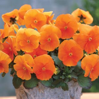 50 UK Giant Pastel Orange Pansy Seeds Garden Pot & Basket Flowers to Plant Grow - Main