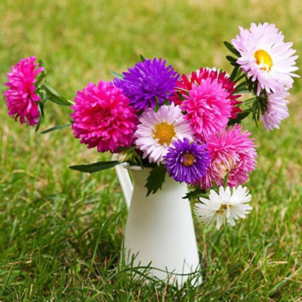 50 UK Mixed Vase & Border Flower Seeds Dwarf Aster China for Planting & Growing - Main