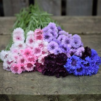 Mixed UK Cornflower Seeds for Planting & Growing Blue Purple Pink White Flowers - Main