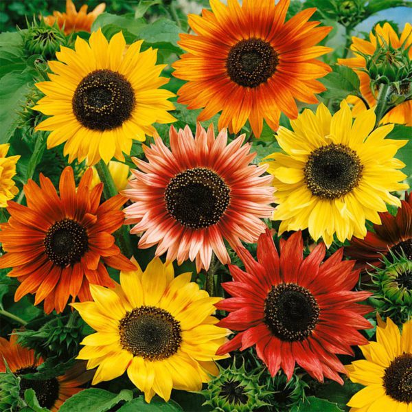 UK Painted Giant Sunflower Seeds for Planting & Growing Pastel Beauty Flowers