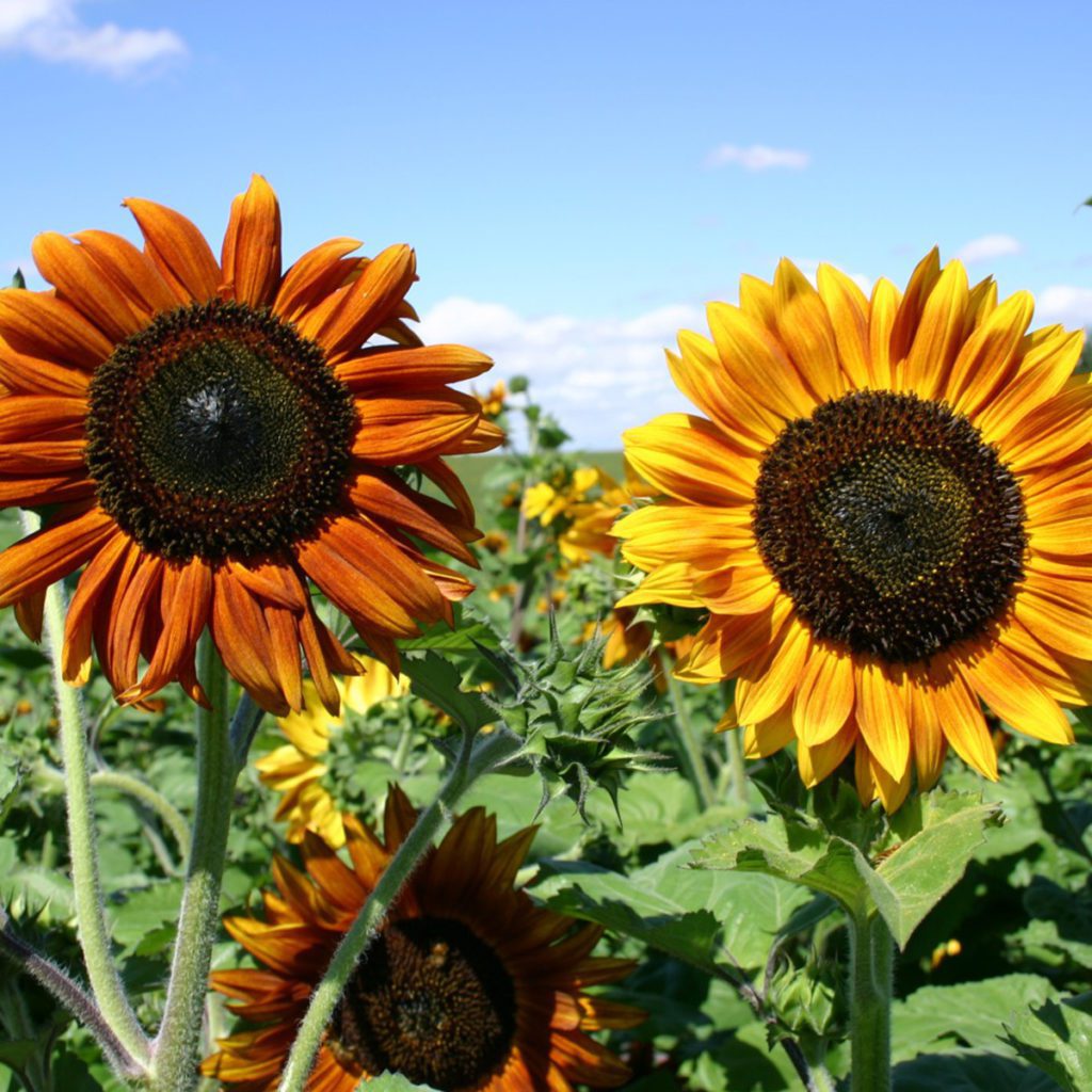 30-mixed-colour-sunflower-seeds-welldales