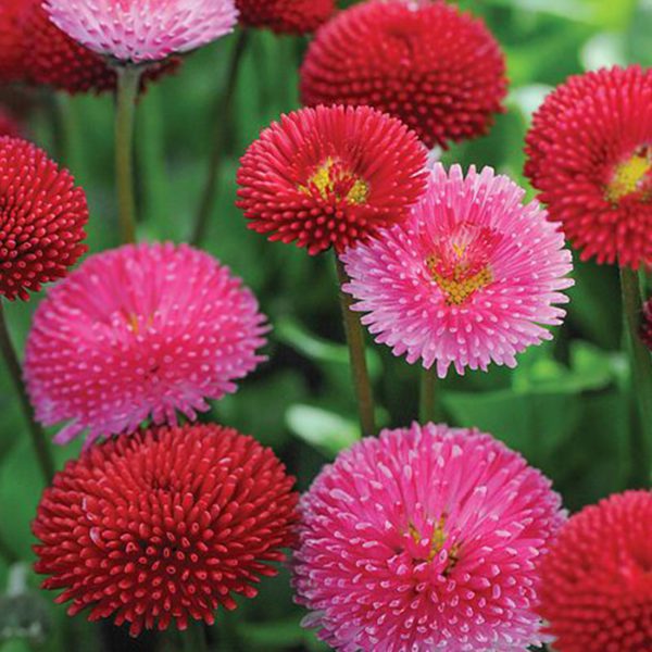 100 Mixed Pom Pom Daisy Seeds Bellis Perennis Perennial Double Button Flower UK 1