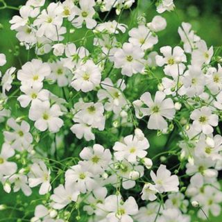 100 Snow Gypsophila Seeds White Wedding Bouquet Wreath Flowers to Plant & Grow 2