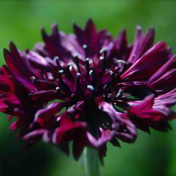 50 Black Ball Cornflower Seeds Dark Crimson Centaurea Cluster Flower Perennial 3