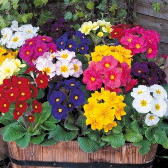 50 Giant Polyanthus Seeds Flowering Mix Colossea Perennial Border Pot Plant UK 2