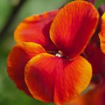 50 Orange Fire King Wallflower Seeds Garden Bees Bedding Perennial Scented Plant 2