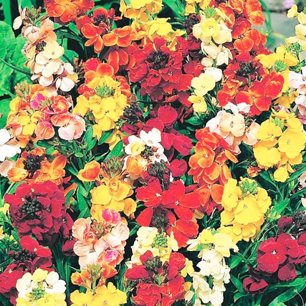 50 Pastel Mix English WallFlower Seeds - Welldales