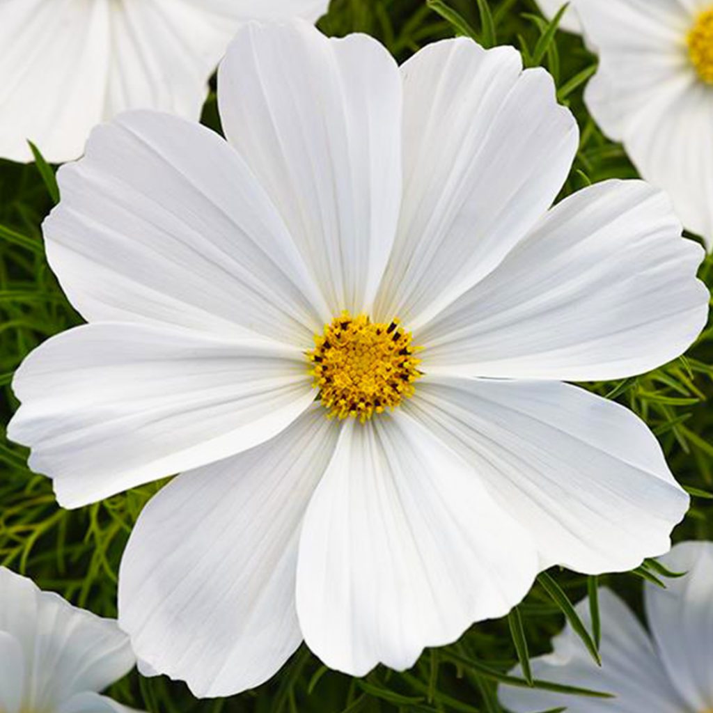 50 Pure White Cosmos Seeds Welldales