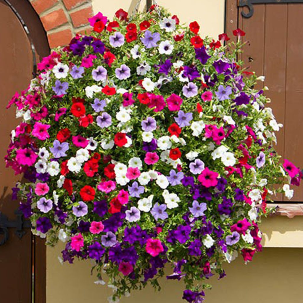 50 Trailing Petunia Seed Mix - Welldales