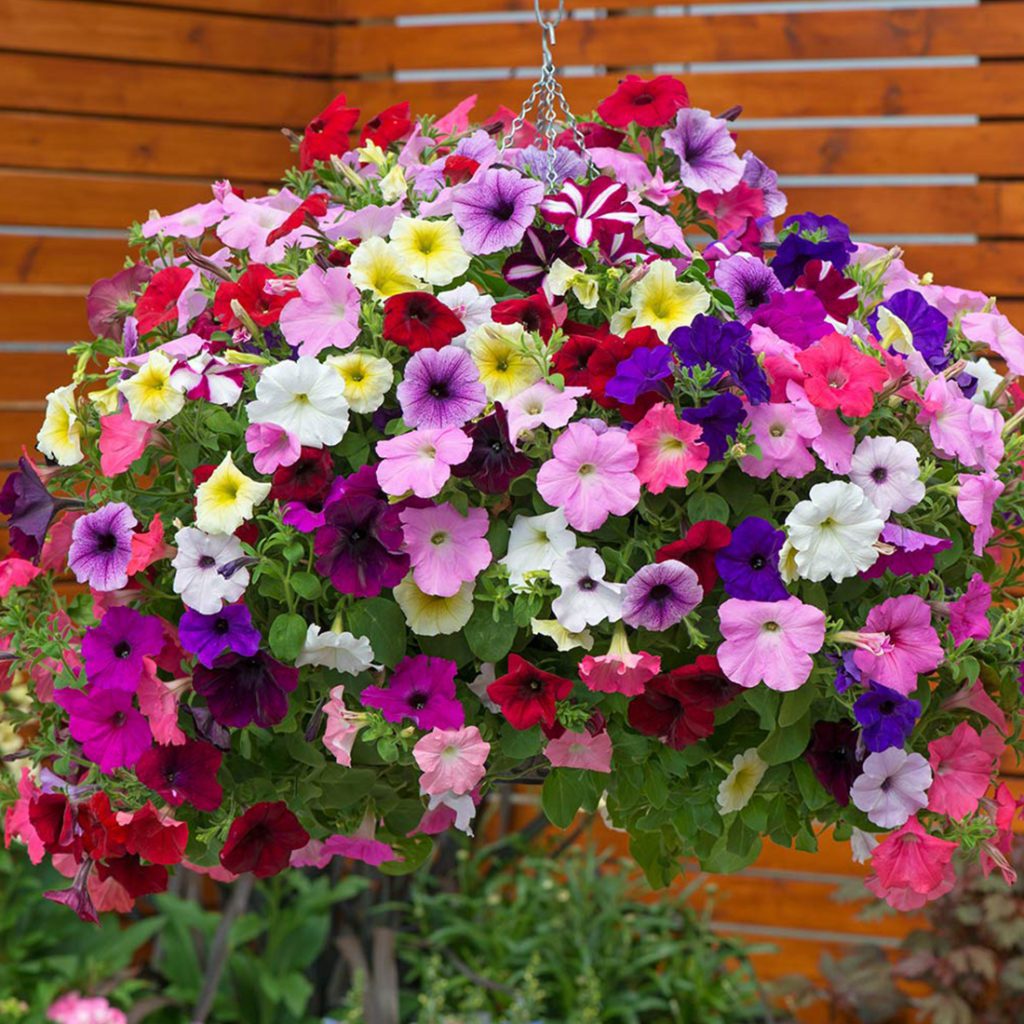 50 Trailing Petunia Seed Mix - Welldales