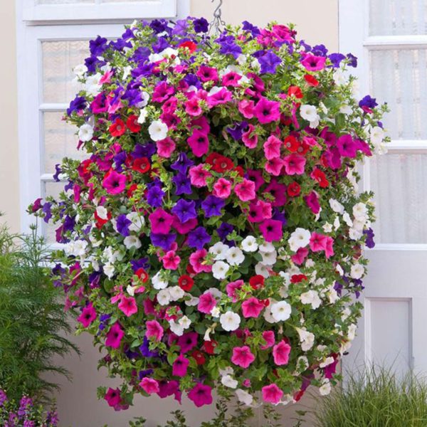 50 Trailing Petunia Colourful Mix Seeds Hanging Basket Window Box Planter Flower 4
