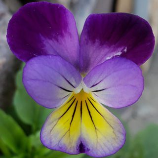 50 Tri Colour Johnny Jump Up Viola Seeds Wild Violet Bedding Perennial Flower UK 5