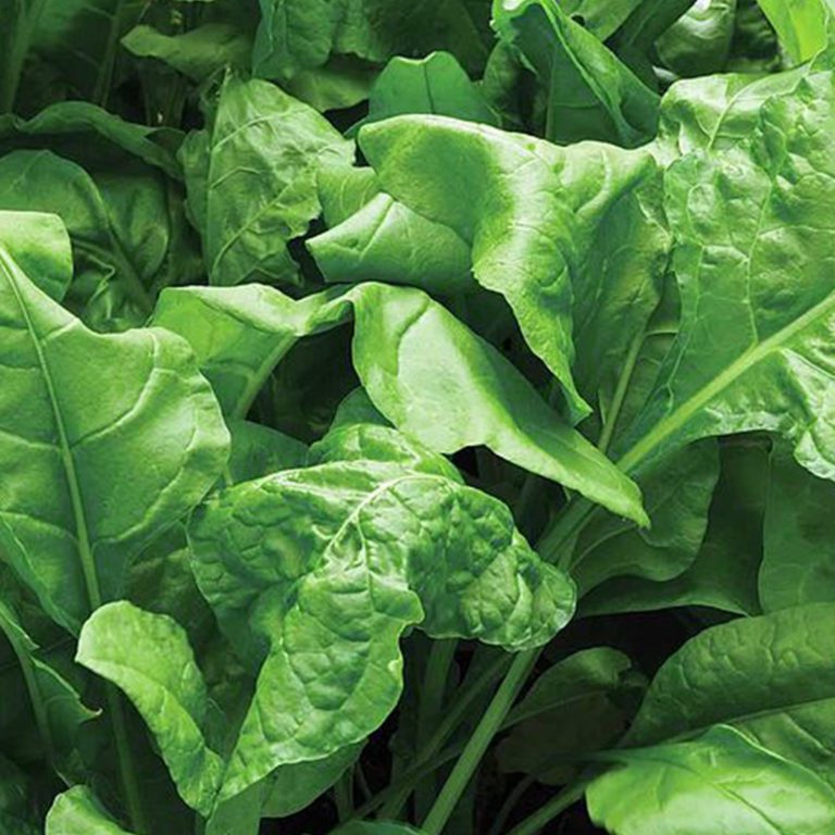 50 Winter Perpetual Spinach Seeds Welldales   50 Winter Perpetual Spinach Seeds Autumn Vegetable UK Spinacia Oleracea Leaf Veg 2 768x768 