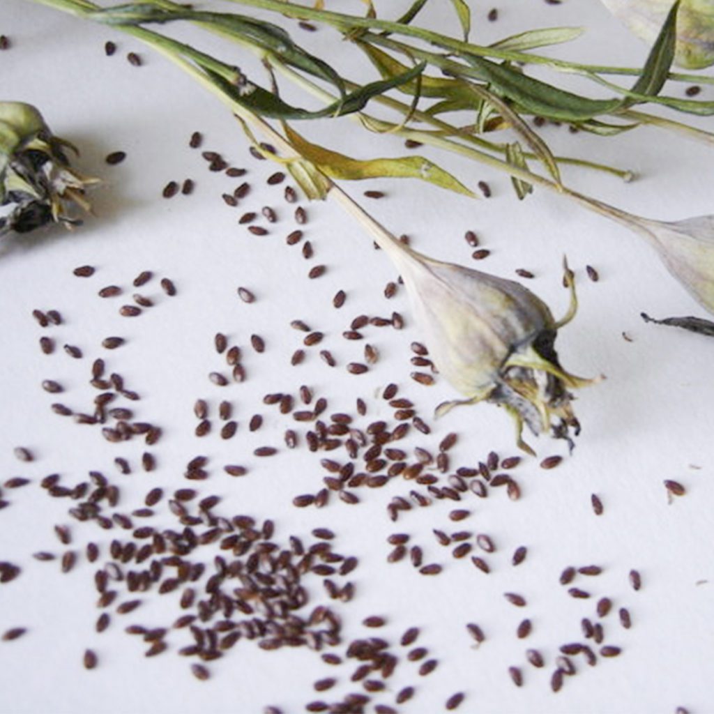 50 Pastel Balloon Platycodon Seeds Welldales