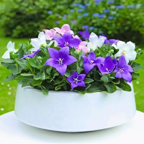 Grow 50 Pastel Balloon Grandiflora Seeds UK Platycodon Plant Mixed Flowers for Bees 8