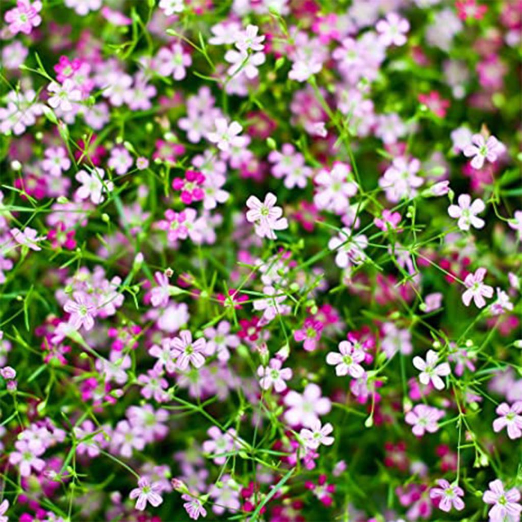 100 Creeping Rose Gypsophila Flower Seeds - Welldales