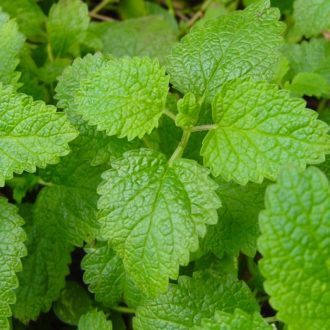 100 Giant Sweet Essential Lemon Balm Herb Seeds Fresh Mint Plant Easy to Grow UK 2