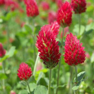 100 Wild Itialian Crimson Red Clover Seeds Green Manure Bee & Butterfly Plant UK
