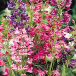 50 Vibrant Penstemon Mixed Flower Seeds Beard Tongue Bee Butterfly Long Bloom UK 4