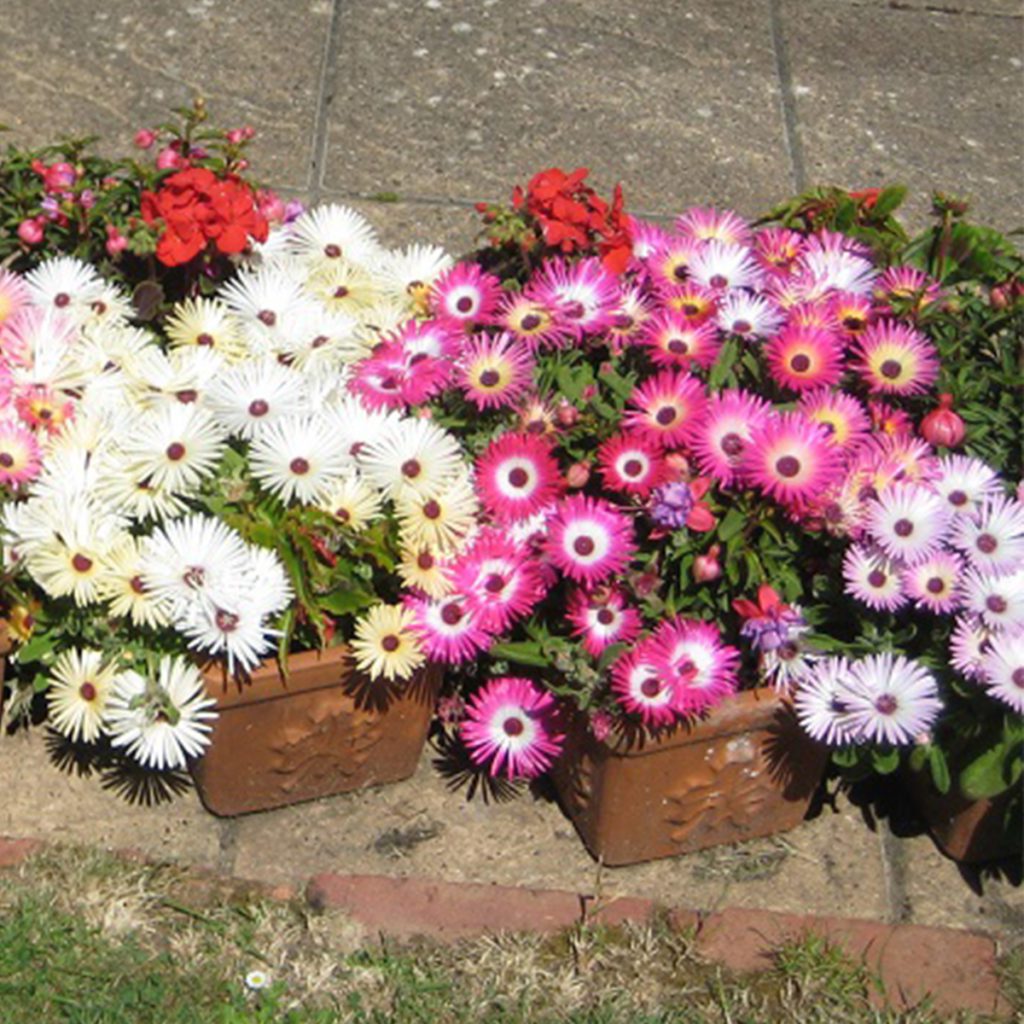 100 Livingstone Daisy Ice Plant Flower Seeds Welldales