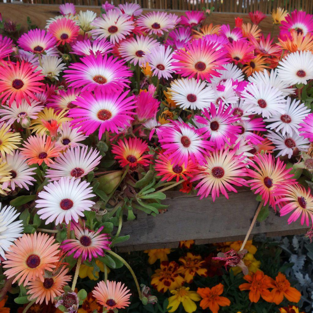 100 Livingstone Daisy Ice Plant Flower Seeds Welldales