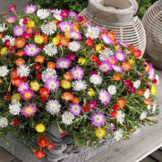 100 Livingstone Daisy Ice Plant Seeds Packet Grow Mixed Colour Flowers for Pots