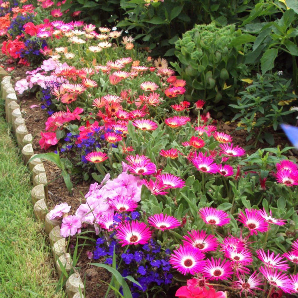 100 Livingstone Daisy Ice Plant Flower Seeds Welldales