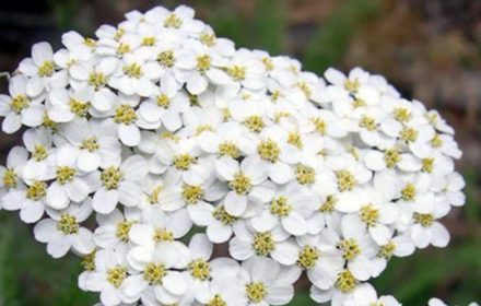 100 Achillea White Flower Seeds UK Yarrow Wildflower Daisy for Gardens & Meadows Garden Growing Plants
