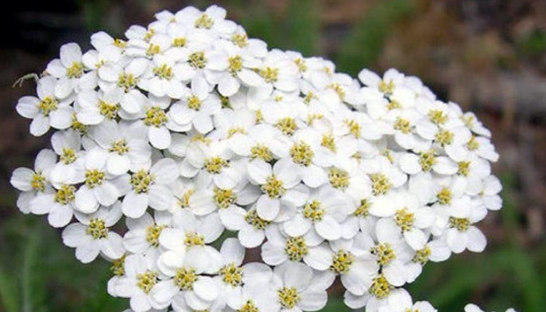 100 Achillea White Flower Seeds UK Yarrow Wildflower Daisy for Gardens & Meadows Garden Growing Plants