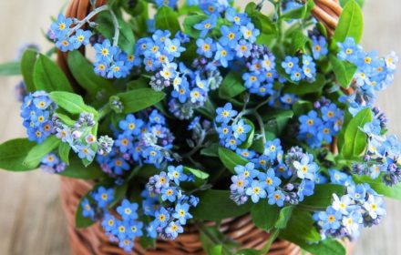 100 Blue Mini Forget me Not Seeds Hanging Basket or Border Flowers to Plant Grow