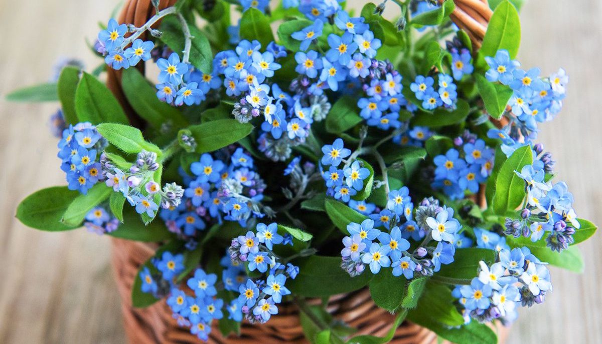 100 Blue Mini Forget me Not Seeds Hanging Basket or Border Flowers to Plant Grow