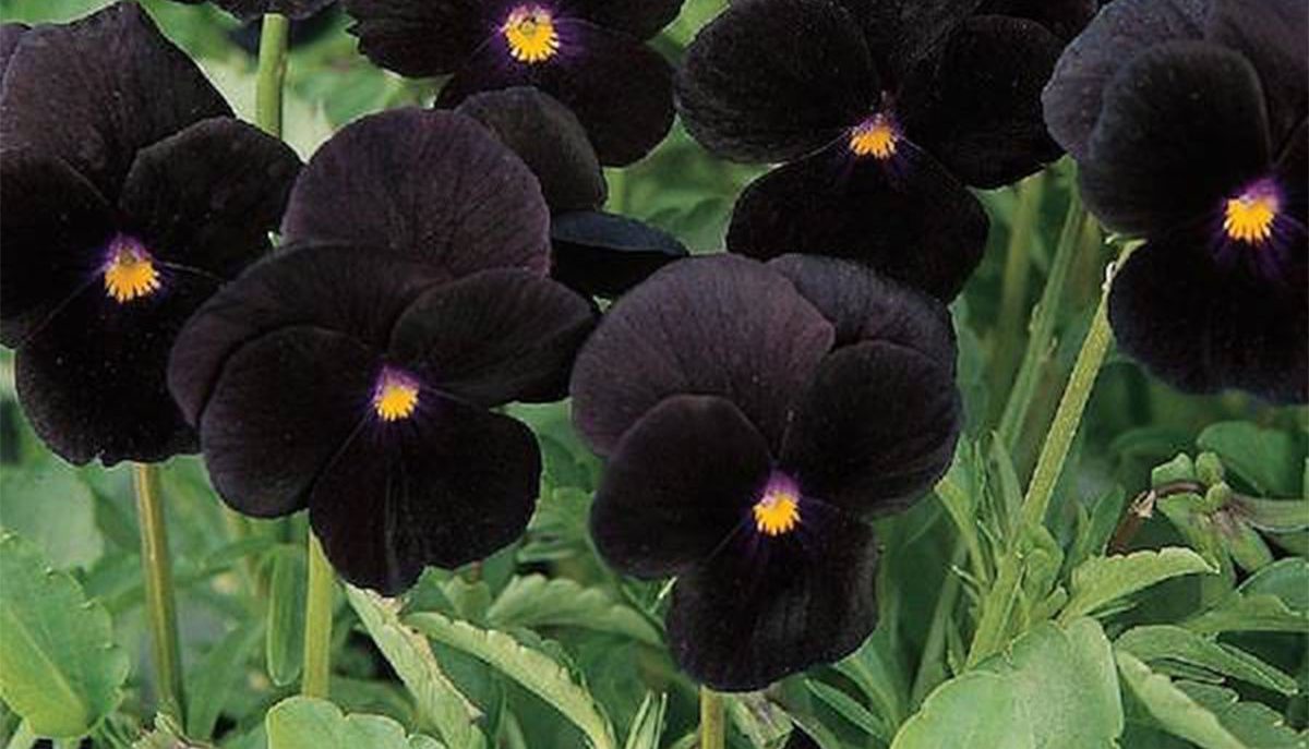How to Sow Black velvet Pansy Seeds - Welldales