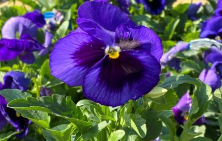 50 Giant Blue Pansy Viola Seeds Swiss Indoor Outdoor Plants To Grow UK Hardy - 1