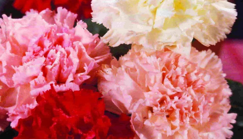 How to Sow Mixed Chabaud Carnation Seeds Welldales