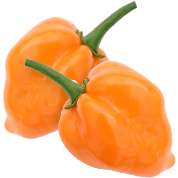 10 Orange Habanero Chilli Seeds Super Hot Pepper Plants Grow Edible Vegetable UK